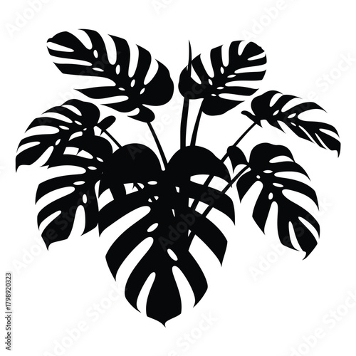 Vector illustration of monstera deliciosa plant silhouette
