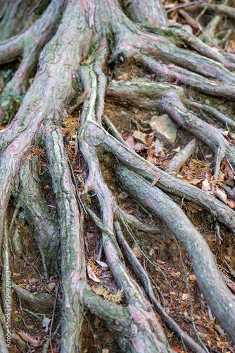 地面が削れてむき出しになった木の根