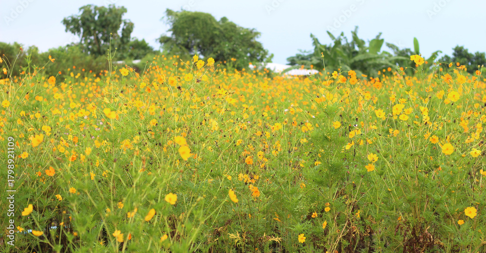 Obraz premium Beautiful cosmos flowers in an outdoor garden