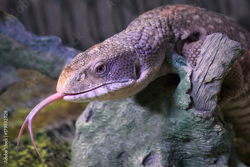 a close up of a savannah also known as a bosc monitor, Varanus exanthematicus. It is of the head and it has its forked tongue sticking out. 