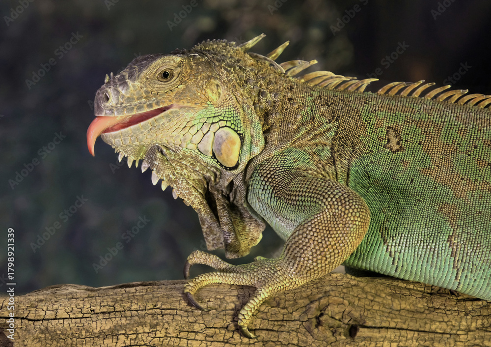 Fototapeta premium A close up half length portrait of a green iguana, Iguana iguana, as it stands on a branch. It has its tongue out and is taken against a dark background with space for text copy