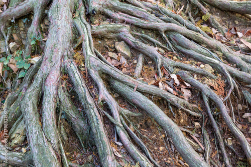 地面が削れてむき出しになった木の根