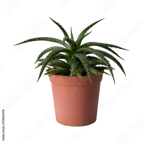 Aloe Vera Plant in a Pot: A beautiful aloe vera plant growing in a terra cotta pot.