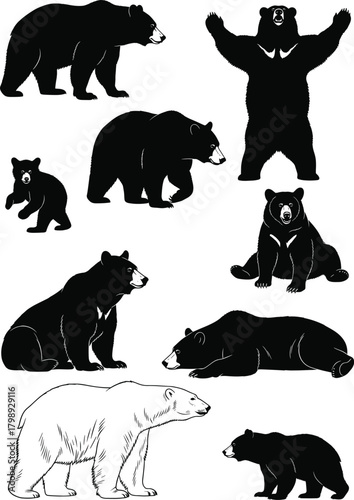 Collection of diverse bear silhouettes and detailed illustrations showing various species, natural poses, and wildlife behaviors for high-quality animal vector artwork and design content