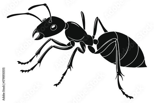 Black Silhouette Of An Ant On A White Background insect arthropod