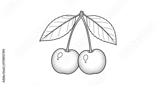 Illustration of two ripe cherries with stems and leaves on a white background.