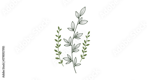 Delicate botanical illustration featuring an elegant sprig of herbs surrounded by two small leafy branches.