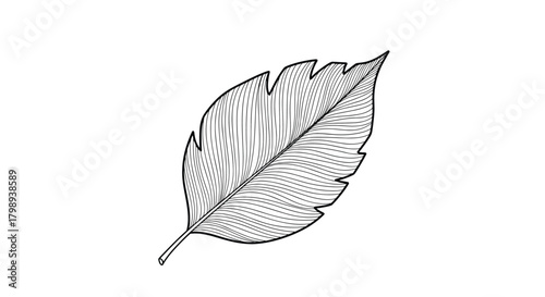 A detailed illustration of a serrated leaf showing its venation pattern and texture.