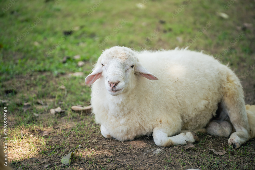 Obraz premium Close-Up of a Relaxed Sheep Resting on Green Grass in a Natural Environment with Soft Focus and Gentle Lighting Ideal for Nature Photography