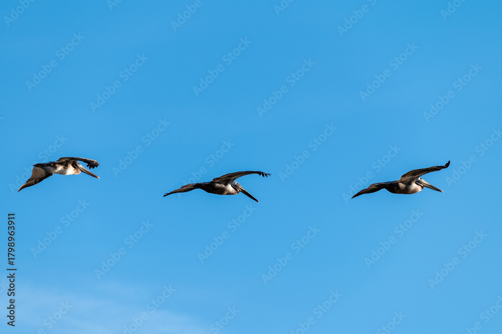 Obraz premium Three Brown Pelicans Flying in Formation Against a Clear Blue Sky at Bolsa Chica Wetlands