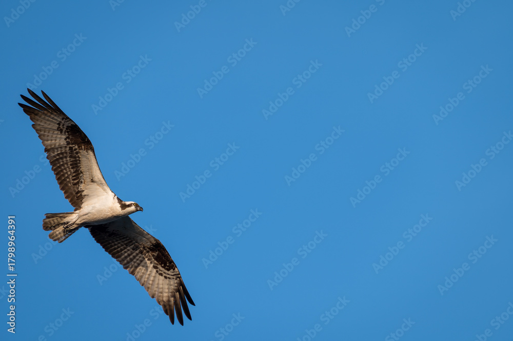 Fototapeta premium Osprey in Flight Against Clear Blue Sky