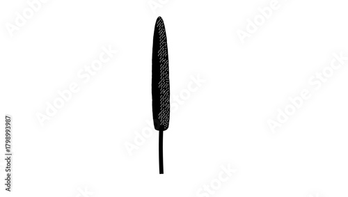 Pearl Millet Kambu symbol ,black isolated silhouette