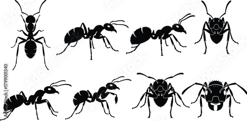 Collection of detailed ant silhouette illustrations showing various poses and species for biology, nature education, insect research, and entomology design projects