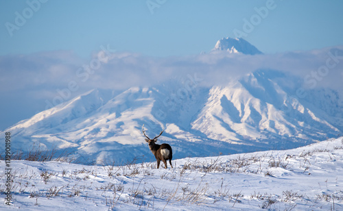 Foto A winter landscape with the majestic Mount Rishiri and Ezo deer