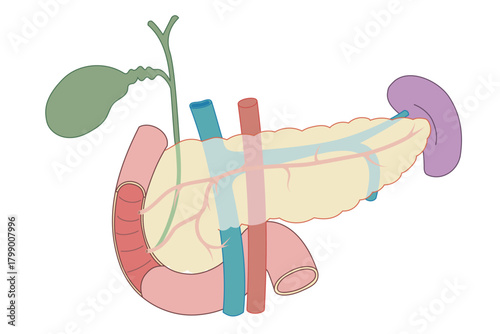 膵臓から胆のう、内臓と十二指腸のイラスト