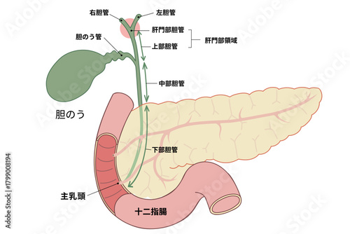 膵臓から胆のう、内臓と十二指腸のイラスト