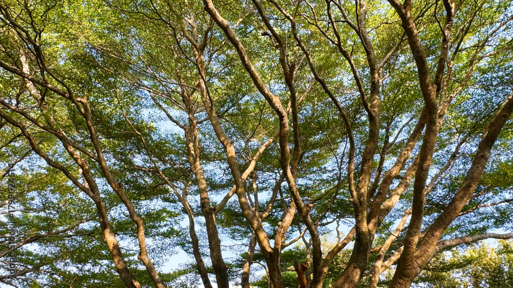 Fototapeta premium Tree with sunlight in the garden Ivory coast almond or Black afara