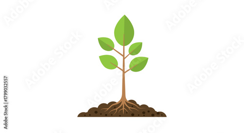 Young Tree Sapling with Roots Growing Upward Isolated on White Background american football