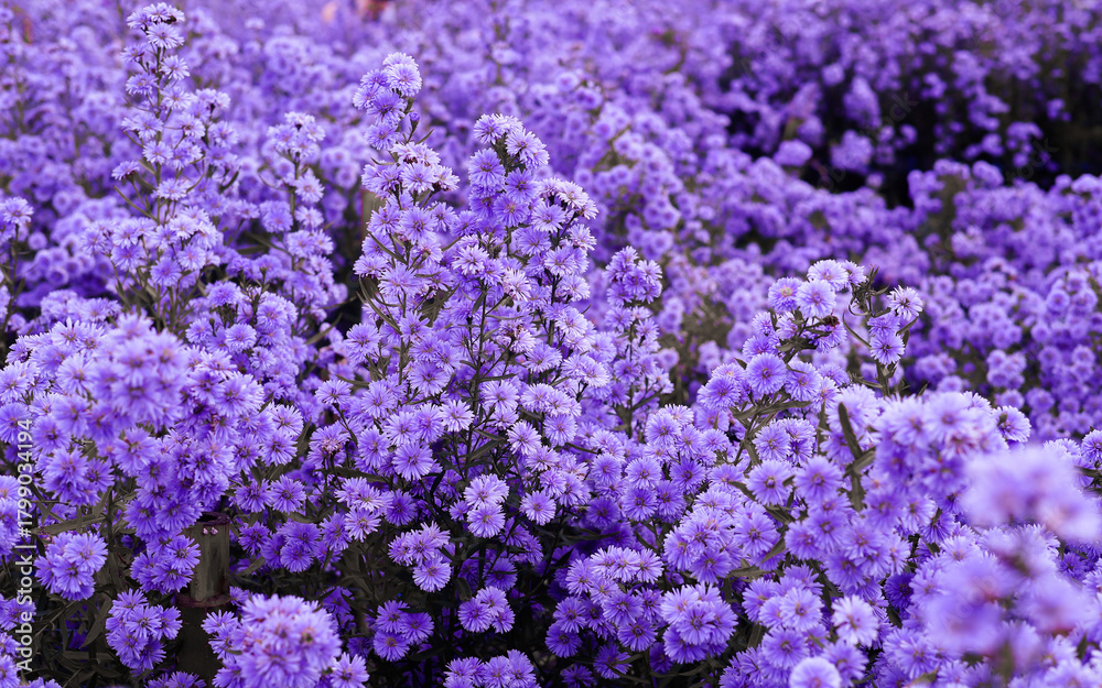 Obraz premium A vibrant purple aster field blooming densely, with small clusters of flowers creating a beautiful and captivating feeling, symbolizes love, remembrance, and loyalty. purple flowers background