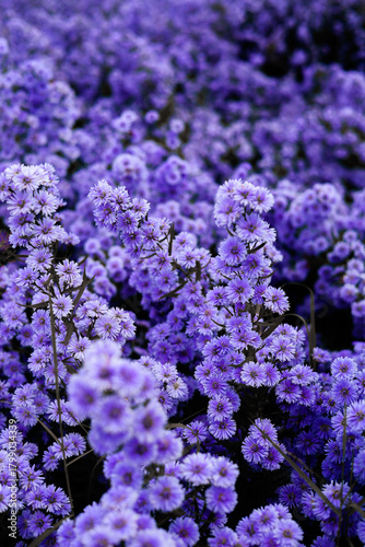 A vibrant purple aster field blooming densely, with small clusters of flowers creating a beautiful and captivating feeling, symbolizes love, remembrance, and loyalty. purple flowers background