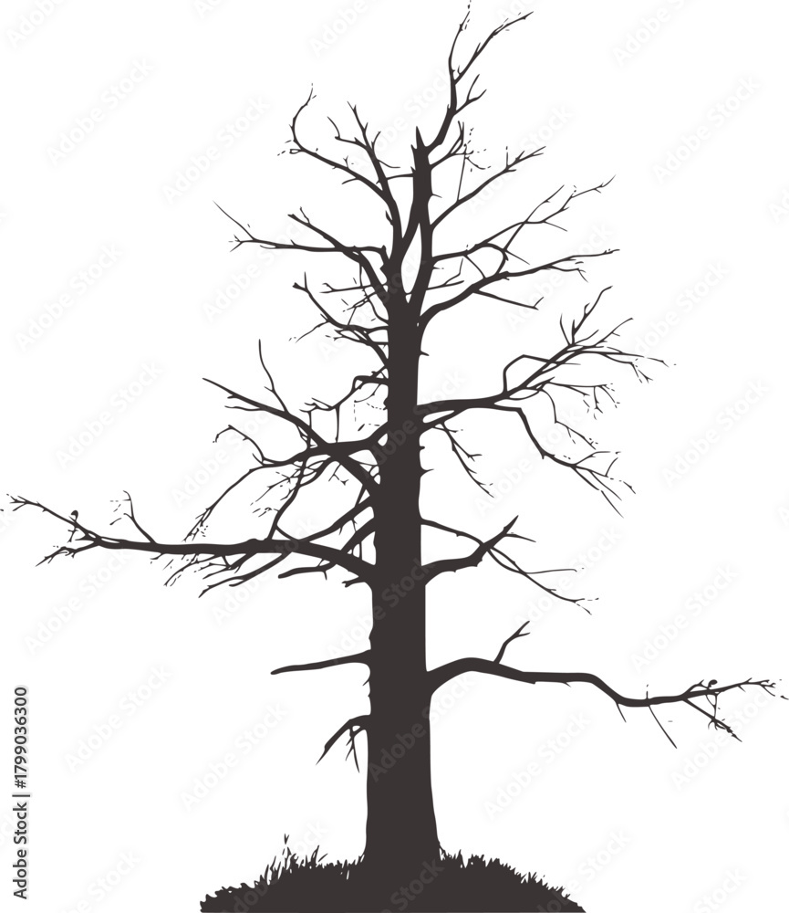 Obraz premium Bare tree silhouette black white