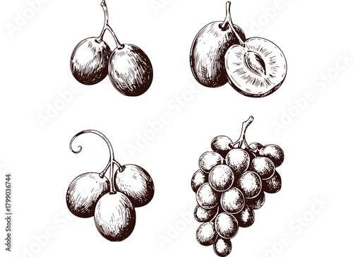 Fruit illustrations brown ink grape plum