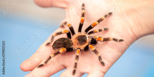 Tarantula spider on a man's hand close up. Tarantula spider as a pet.