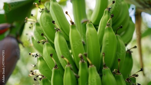 Unripe green bananas on a tropical plant in a fruit garden, with a blurred natural background, ready for sale
