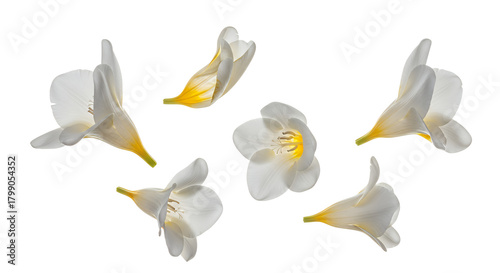 Beautiful white freesia blossoms delicately arranged against a pure background, highlighting their elegant petals and fresh, vibrant appeal for a serene natural touch
