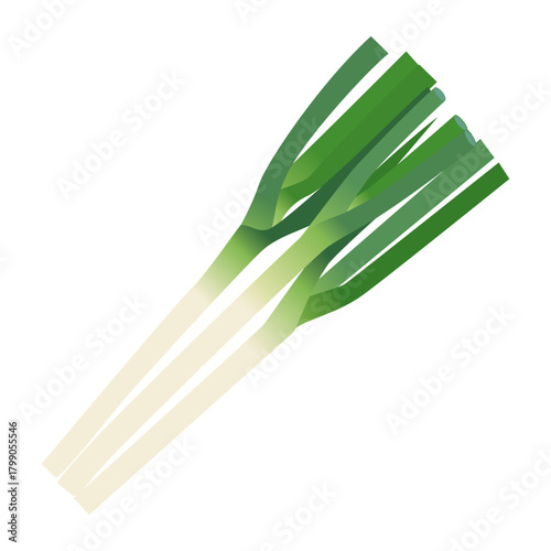 長ネギ　葉物野菜のイラスト素材