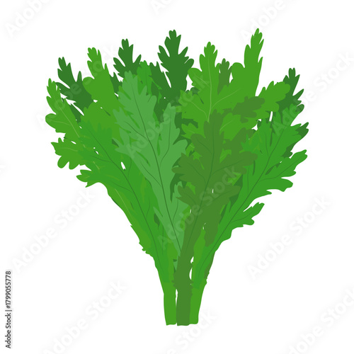 春菊　葉物野菜のイラスト素材