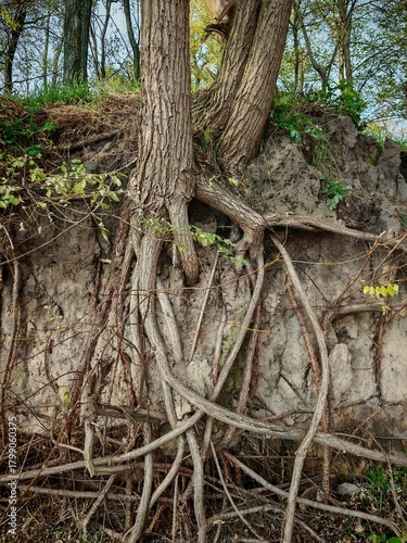 Tree roots beautiful shot
