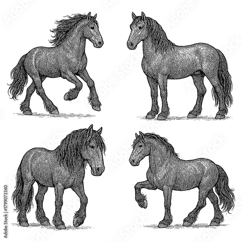 Bild auf Leinwand Clydesdale draft horse poses in detailed hand drawn vintage engraving style, Tra