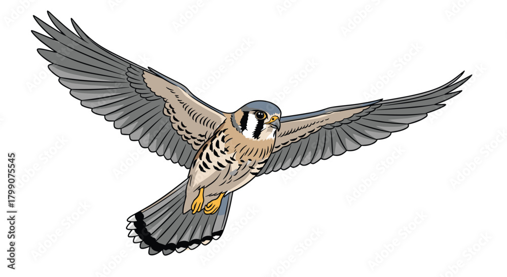 Naklejka premium Majestic American Kestrel soars with wings spread wide, a symbol of freedom and natural beauty in flight
