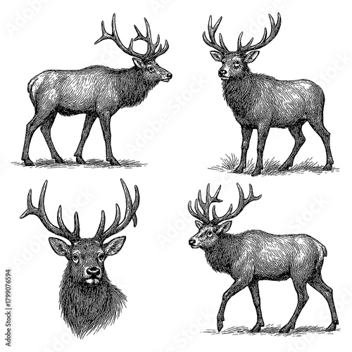 Obraz na płótnie Male elk stag poses in detailed hand drawn vintage engraving style, Transparent
