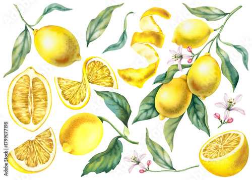 A large set of lemons with branches, leaves, and flowers, slices, and peels on a white background. Hand-painted watercolor botanical illustration. Tropical citrus, juicy bright fruit for card decor