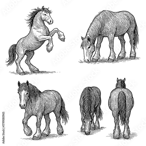 Quadro su tela Clydesdale horse set in detailed vintage engraving style with multiple poses, Tr