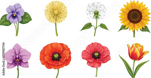 Colorful botanical flower illustration set with pansy, dandelion, sunflower, orchid, poppy and tulip, detailed isolated floral artwork for design