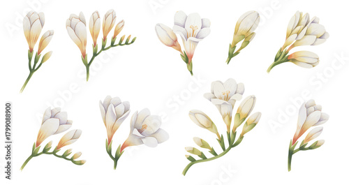 White Hand painted watercolor freesia blossoms in soft pastel color on white background.