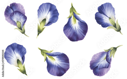 Soft watercolor butterfly pea blossoms. Blue butterfly pea blooms in soft tones.