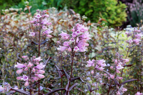 Penstemon Dark Tower flowers blooming neatly in the early summer garden.