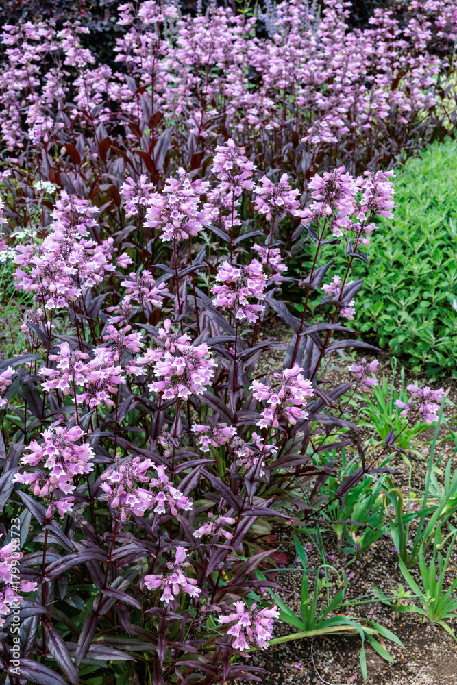 Obraz premium Penstemon Dark Tower flowers blooming neatly in the early summer garden.
