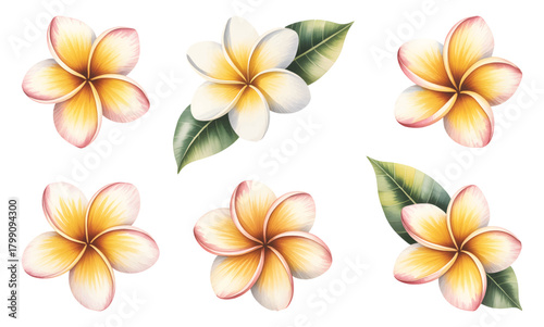 Soft watercolor plumeria flower collection. Frangipani floral illustrations.