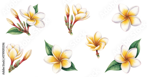 Soft watercolor plumeria flower collection. Frangipani floral illustrations.