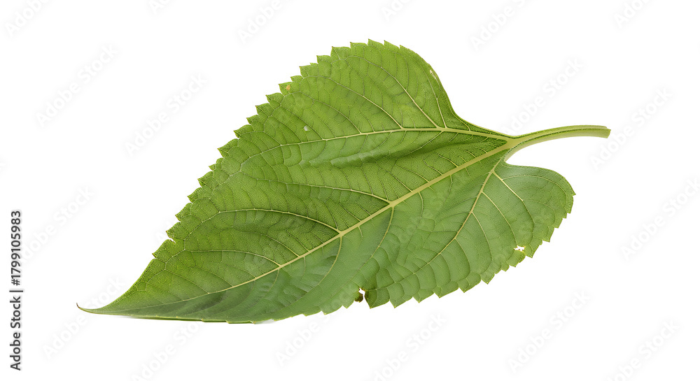 Obraz premium A vibrant green serrated leaf, isolated on a pure white background, showcasing its detailed veins and textured surface