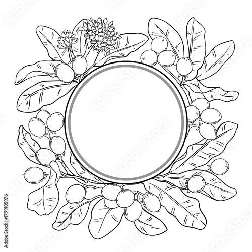 Shea Branch with Berries and Leaves Outline Round Frame. Vector isolated for design or decoration.