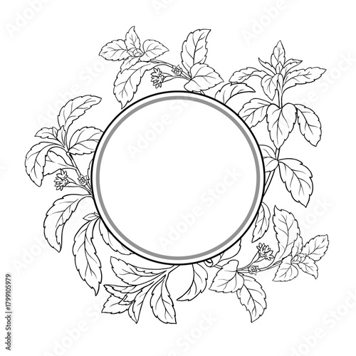 Stevia Branch with Flowers and Leaves Outline Round Frame. Vector isolated for design or decoration.