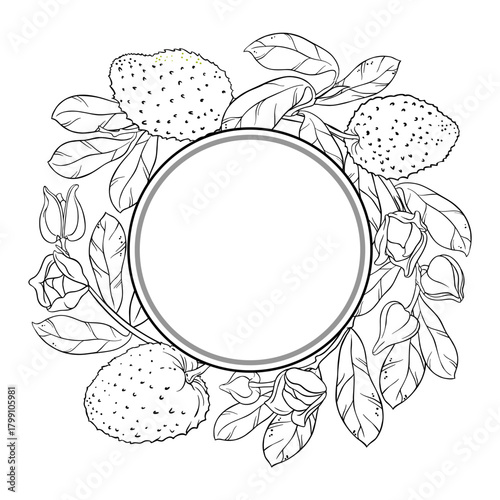 Soursop Branch with Flowers, Fruits and Leaves Outline Round Frame. Organic natural nutritional healthy food ingredient, vegetarian diet product. Vector isolated for design or decoration.