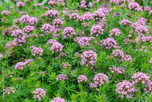 Fototapeta Naklejka Na Ścianę i Meble -  Pretty pink flowers of Phopsis stylosa blooming in the early summer garden.