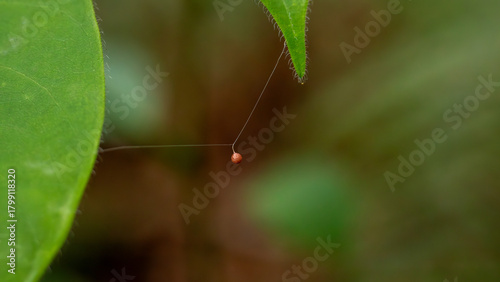Quadro su tela Tiny Spider Egg Sac Suspended on Silk Thread in Nature